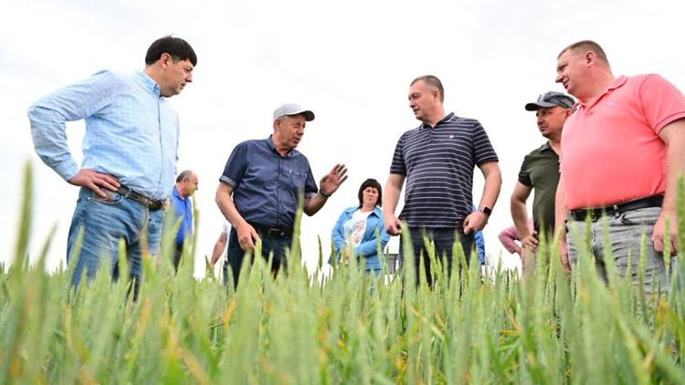 В Будённовском округе в преддверии жатвы прошёл объезд хлебных полей