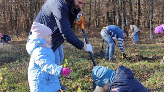 Общественники Ставрополя в 2020 году посадили около 450 деревьев