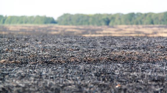На Ставрополье поле ячменя чуть не сгорело из-за беспечности фермера в Курском районе