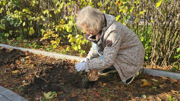 В селе Надзорном на Ставрополье высадили аллею роз