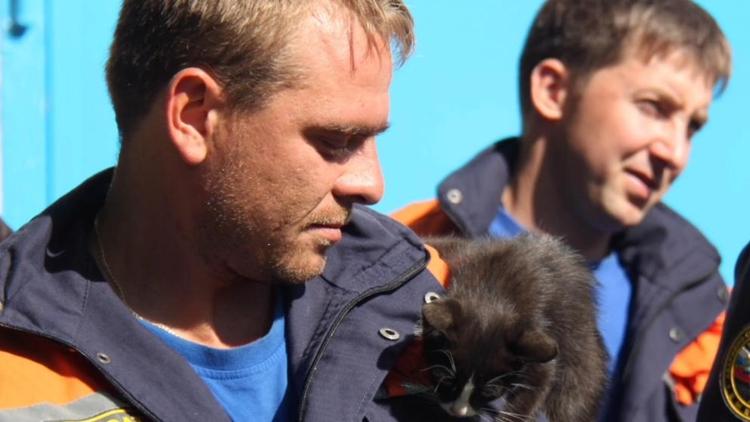 В День кошек спасатели призывают ставропольцев позаботиться о своих питомцах