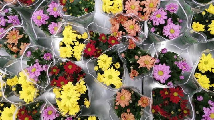 Около 2,5 миллиона тюльпанов и 15 тысяч роз вырастили в теплицах Ставрополья к 8 марта