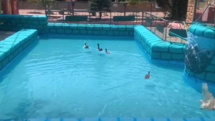 В зоопарке Ставрополя обновили бассейн для водоплавающих птиц