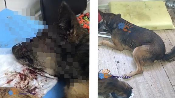 В Ставрополе спасли собаку с выбитыми глазами