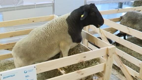 Ученые СКФУ ведут разработки в области мясного овцеводства