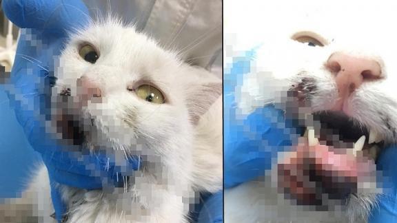В Ставрополе спасают разбившегося белого кота