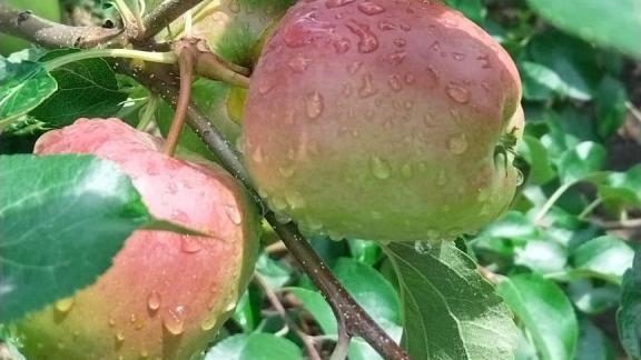 В Минераловодском округе идёт массовый сбор урожая яблок