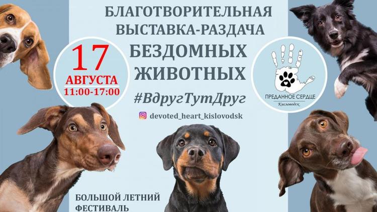 46 кошек и собак ждут хозяев на выставке-раздаче в Кисловодске