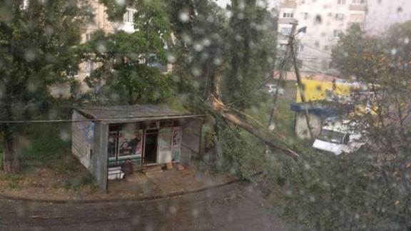 В Ставрополе после ливня повалило дерево на улице Пригородной