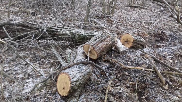На Ставрополье мужчина незаконно спилил деревья на 500 тысяч рублей