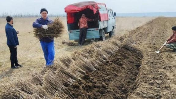 В Арзгирском округе Ставрополья высадили 13 гектаров белой акации