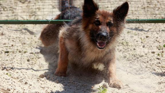 В Кисловодске провели дезинфекцию вольеров служебных собак