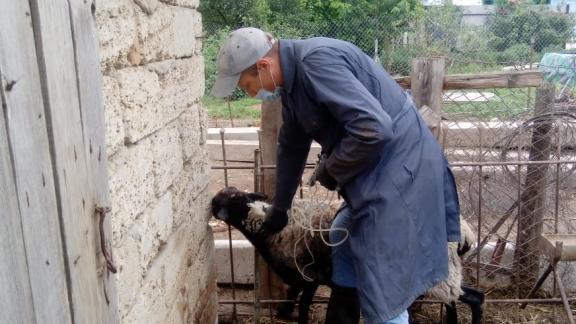 В Ставропольском посёлке Молочном вакцинировали 55 овец против оспы