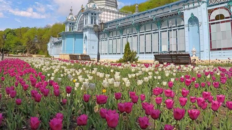 Весной в Железноводске высадят более 100 тысяч тюльпанов