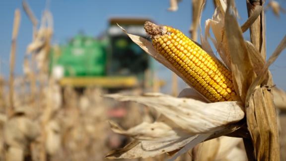 Россельхозцентр Ставрополья и Всероссийский НИИ кукурузы заключили договор о сотрудничестве