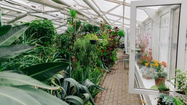 В школьной оранжерее в Ставрополе выращивают 150 видов растений