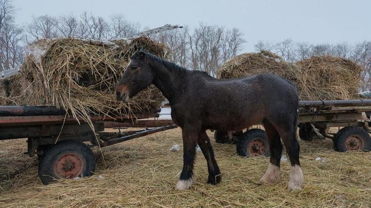 В Ставропольском крае наблюдается экспортный бум на корма для животных