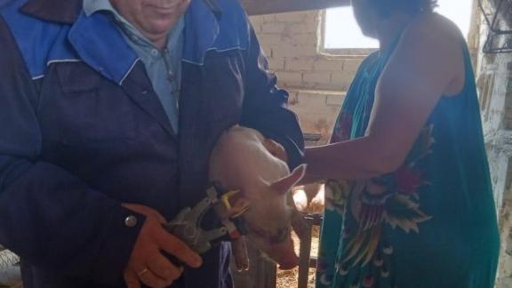 В Будённовском районе Ставрополья вакцинируют сельскохозяйственный скот