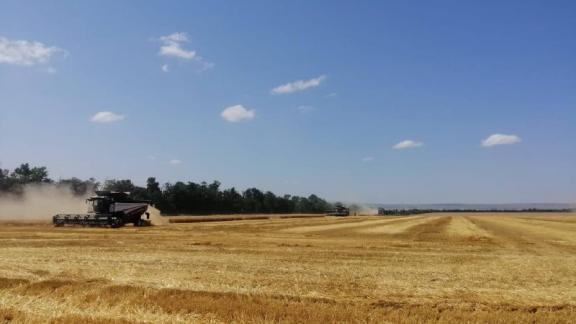 В Кочубеевском округе урожайность одна из самых высоких на Ставрополье