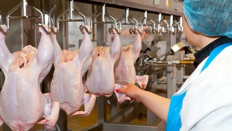 Китай стал в два раза чаще закупать Ставропольскую курятину