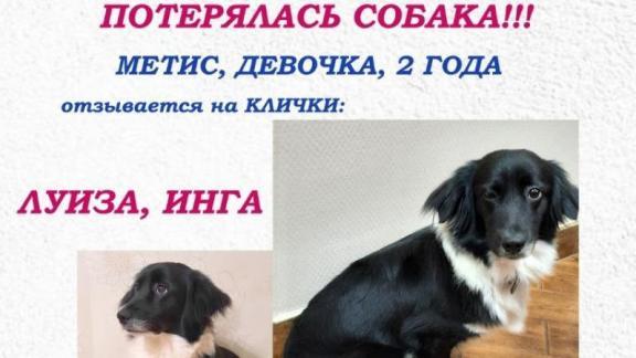 Чёрно-белую собаку по кличке Луиза ищут в Ставрополе уже 10 дней