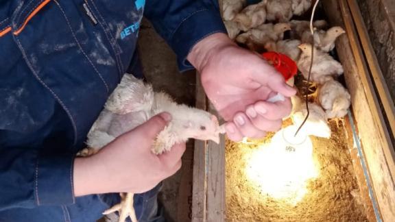 В Арзгирском округе Ставрополья вакцинировали более 200 птиц
