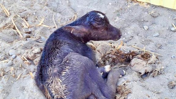 В Курском районе Ставрополья родился буйволёнок