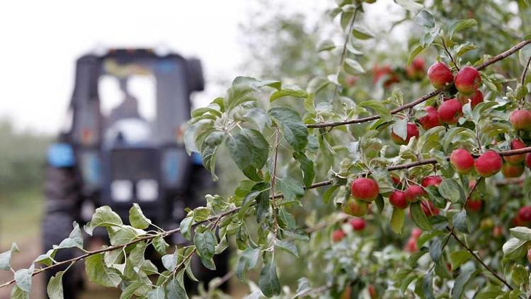 Первые летние яблоки собрали на Ставрополье