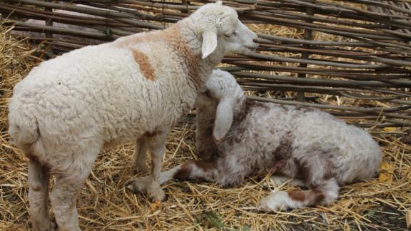 Две новые породы овец выведены на Ставрополье