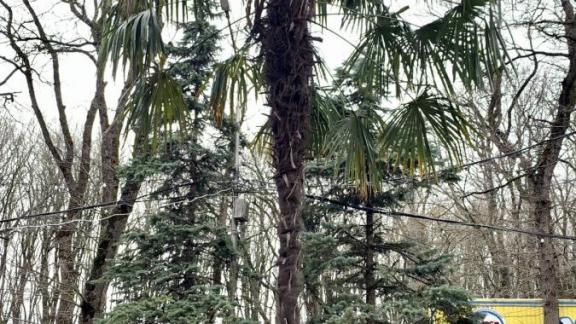 В Ставрополе в парке Победы зацвела 10-летняя финиковая пальма