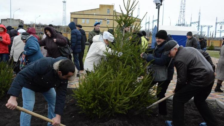 В Ставрополе высажена новая аллея из елей и сосен
