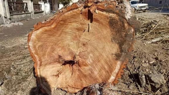 Жительницу Кисловодска накажут за незаконную вырубку деревьев