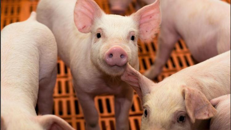 На Ставрополье в 2021 году произвели больше свинины 