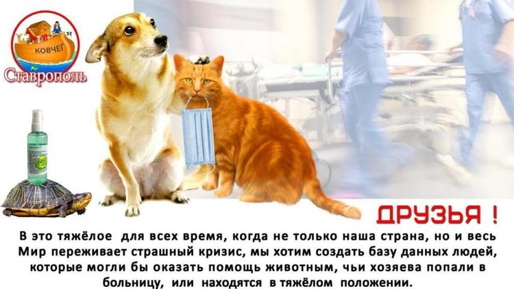 На Ставрополье набирают волонтёров для помощи домашним животным в период пандемии