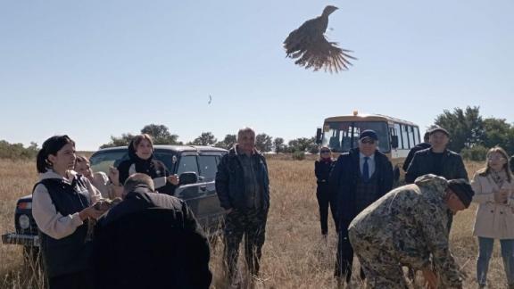 В Арзгирском округе Ставрополья выпустили на волю фазанов