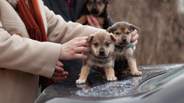 В Кисловодске волонтёры помогают животным из приюта найти хозяев