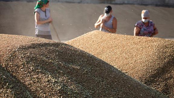 На Ставрополье намолочено более 800 тысяч тонн зерна