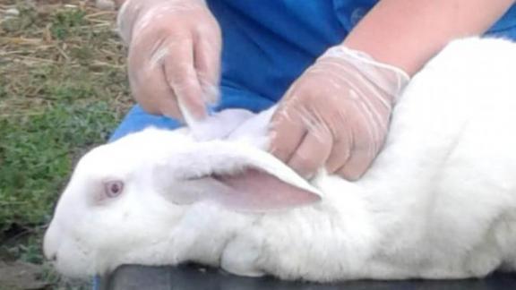 В Новоалександровском округе Ставрополья начали прививать кроликов от различных болезней