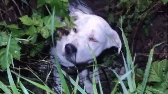 В Ставрополе спасатели вызволили из колодца раненую собаку