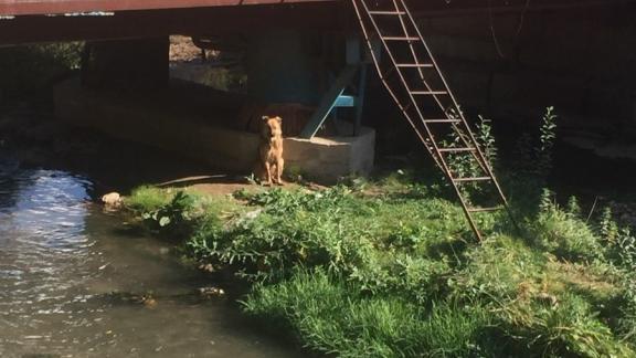 В Кисловодске попросили горожан не беспокоиться об одинокой собаке
