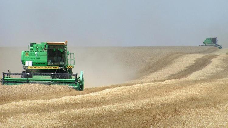 Страда в Кочубеевском районе: зерновые предстоит убрать с 50 тысяч гектаров