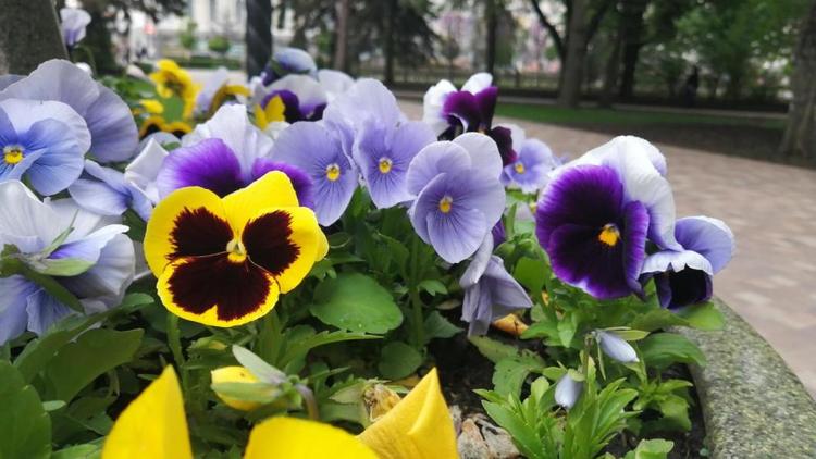 Цветы из Предгорного округа украшают клумбы российских городов