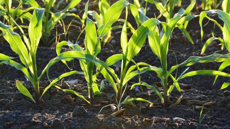 На Ставрополье предприятие нарастило производство семян кукурузы в 10 раз