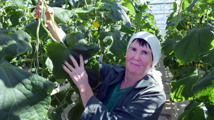Ставропольчанка собрала более 60 тонн тепличных овощей в 2020 году