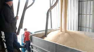 Россельхознадзор проверил резервный зерновой фонд Ставрополья: недостачи нет
