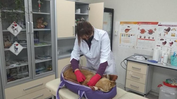 В Пятигорске против бешенства вакцинировали 17 собак