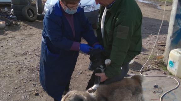 В Новоалександровском округе Ставрополья вакцинировали 3,5 тысячи домашних птиц