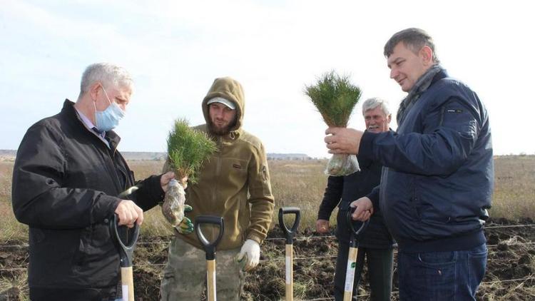 В Труновском округе на Ставрополье началась акция «Посади лес»