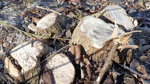 Более 800 деревьев акации незаконно уничтожили на Ставрополье