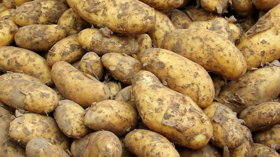 Аграрии Ставрополья приступили к уборке раннего картофеля